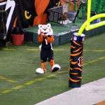 'Who Dey'