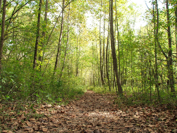 Zaleski State Forest
