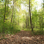 Zaleski State Forest