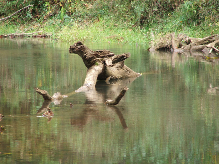 Raccoon Creek