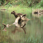 Raccoon Creek