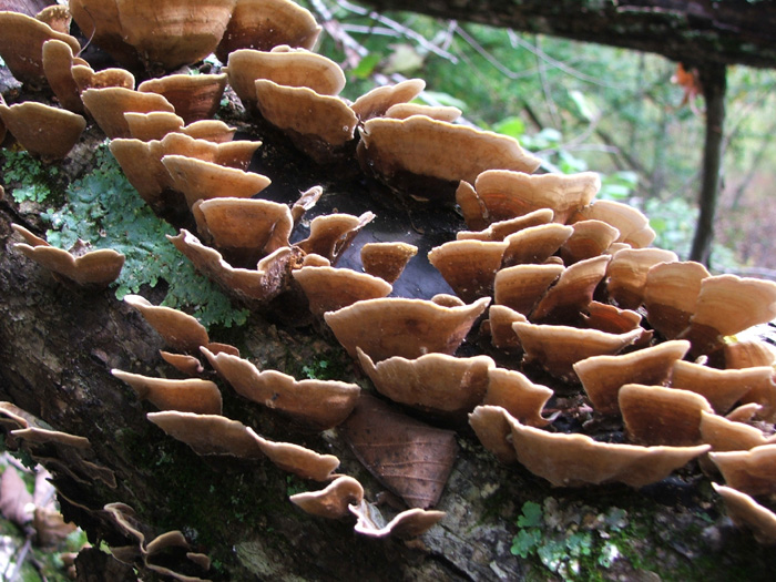 Zaleski State Forest