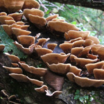 Zaleski State Forest