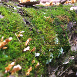Zaleski State Forest
