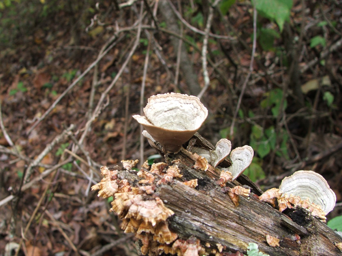 Zaleski State Forest
