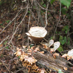 Zaleski State Forest