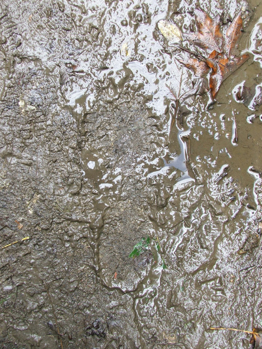 Zaleski State Forest