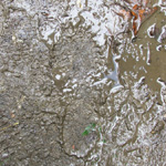 Zaleski State Forest - 10/10/2009