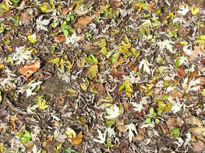 Zaleski State Forest