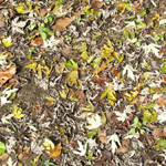 Zaleski State Forest