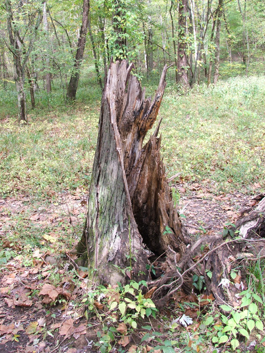 Zaleski State Forest