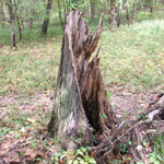 Zaleski State Forest
