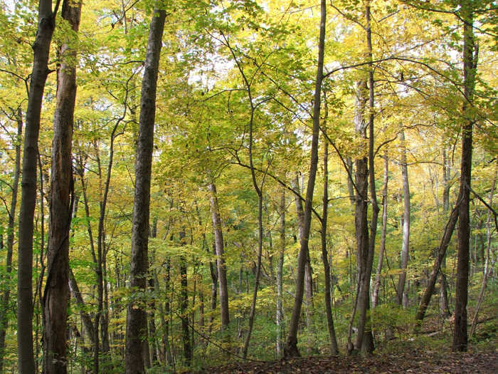 Zaleski State Forest