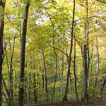 Zaleski State Forest