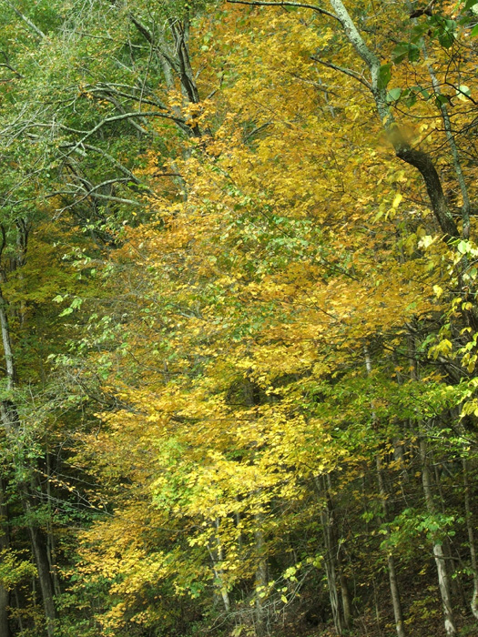 Zaleski State Forest
