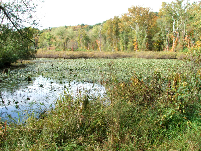 Zaleski State Forest
