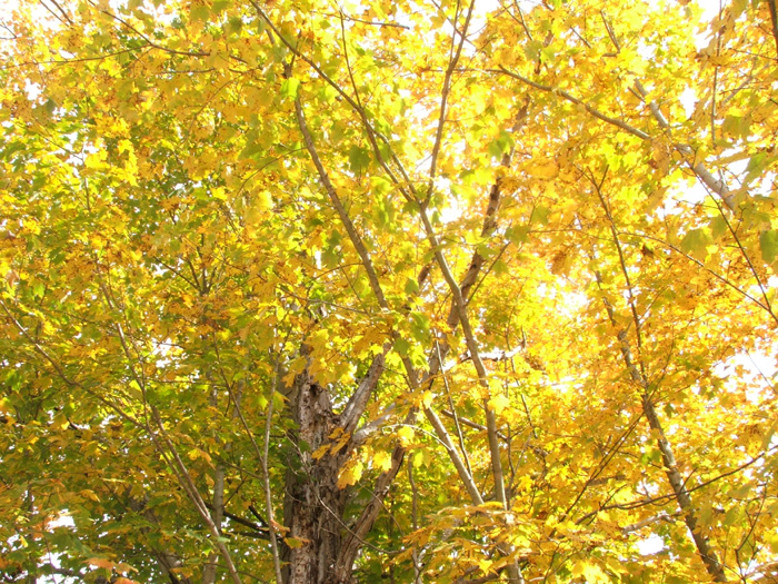 Zaleski State Forest