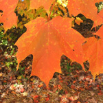 Zaleski State Forest