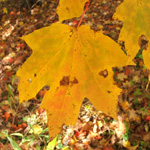 Zaleski State Forest