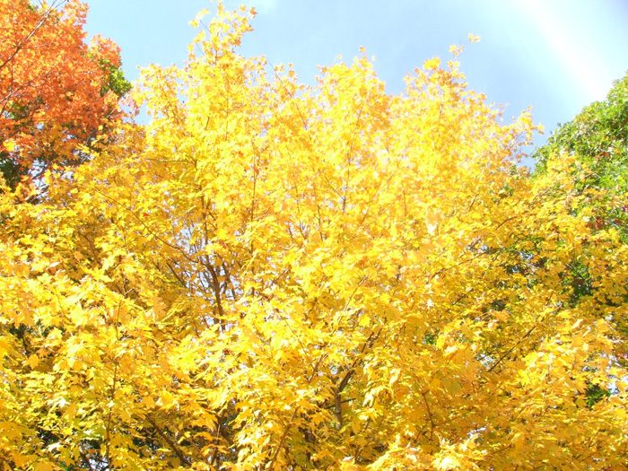 Zaleski State Forest