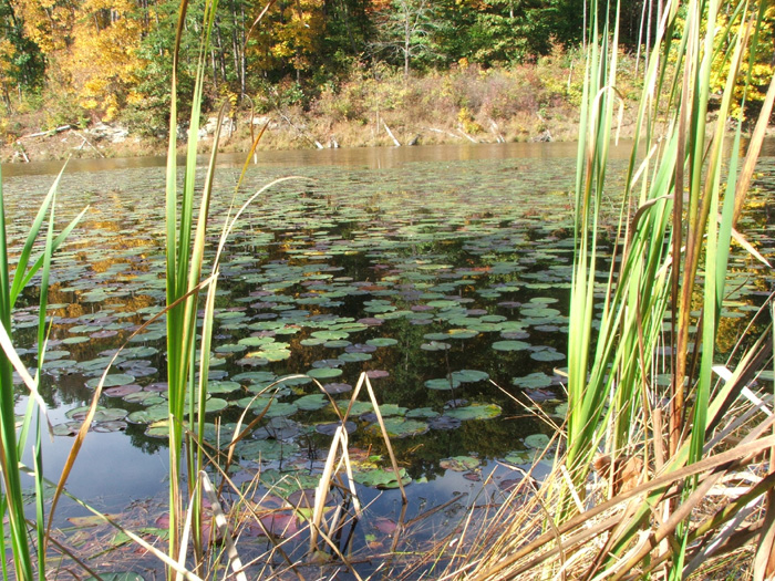 Zaleski State Forest