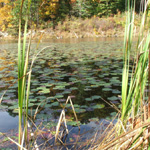 Zaleski State Forest