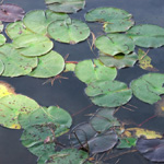 Zaleski State Forest