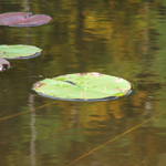 Zaleski State Forest