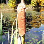 Zaleski State Forest