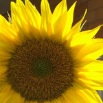 Yellow - 2009