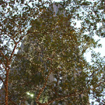 Rockefeller Center