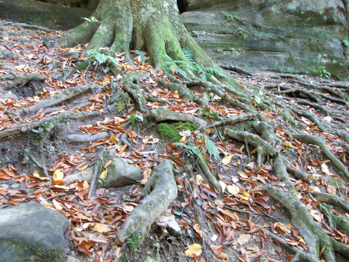 Rock House