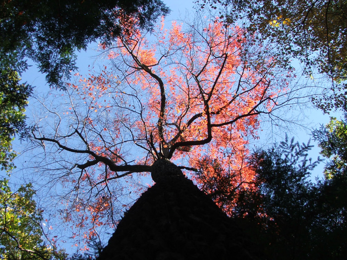 Rock House