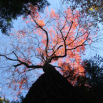 Rock House