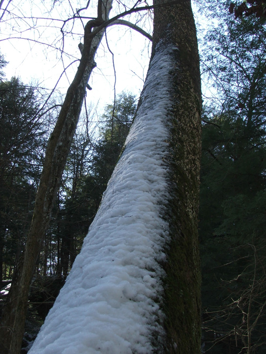 Cedar Falls