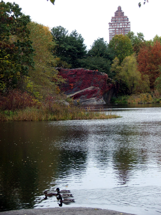 Turtle Pond