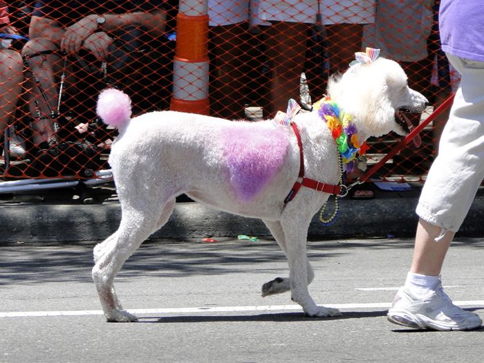 Gay Pride