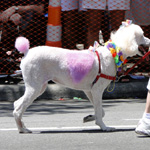 Gay Pride