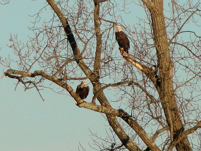 American Bald Eagles, Logan, Ohio - 11/7/2010