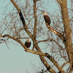 American Bald Eagles