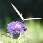 Yellow Monarch