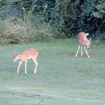 White-tailed Deer