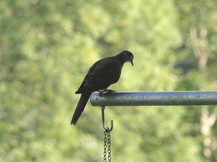 Bird, Nelsonville, Ohio - 8/22/2010