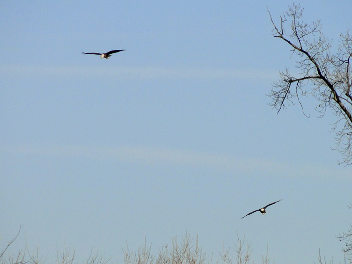 American Bald Eagles, Logan, Ohio - 11/7/2010