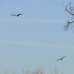 American Bald Eagles
