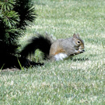 Gray Squirrel