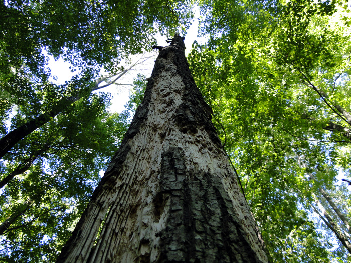 Vermillion River, Fitchville, Ohio - 9/5/2010