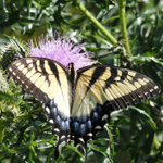 Yellow Monarch