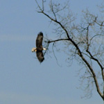 American Bald Eagle