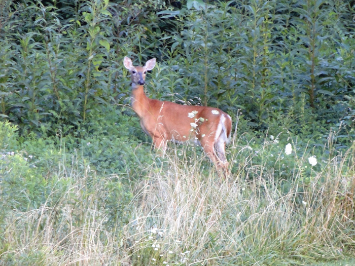 White-tailed Deer, Nelsonville, Ohio - 7/17/2010